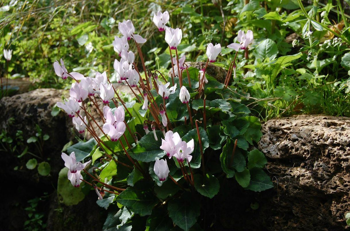 Мария Марковская | Москва