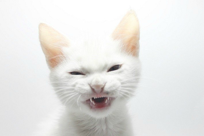 Твоя Нога Деревянная | Череповец