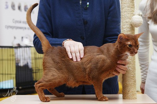 Катерина Uma rock♥n♥heart | Санкт-Петербург