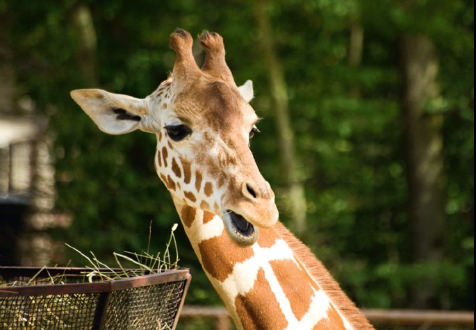Артем Алексанян | Москва