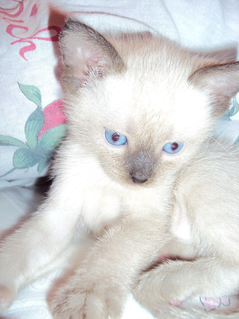 Светлана Светлова | Валдай