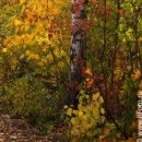 №158, Олег Водинов, Череповец №158, Олег Водинов, Череповец