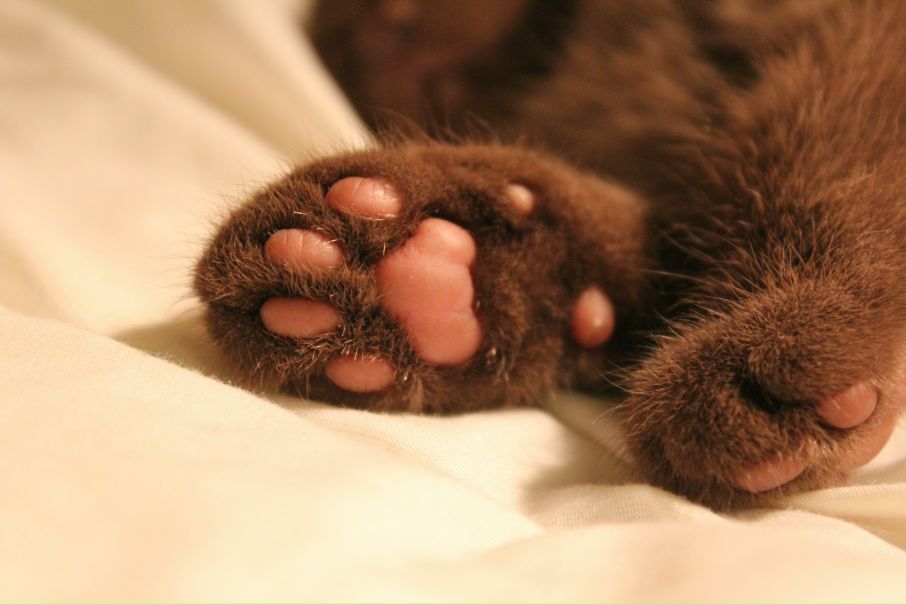 №3, Анастасия Машир №3, Анастасия Машир