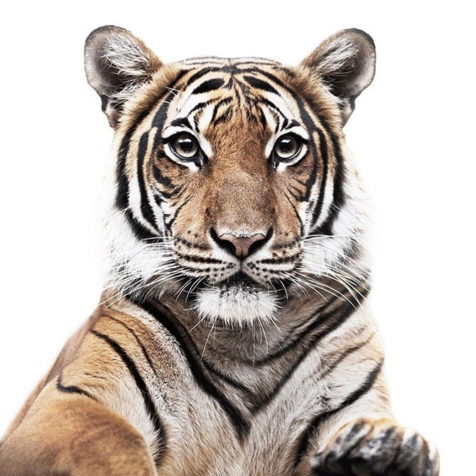 Bugiman Goo | Тверь