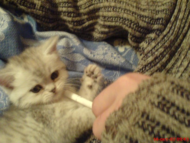 Наталья Трифонова | Тольятти