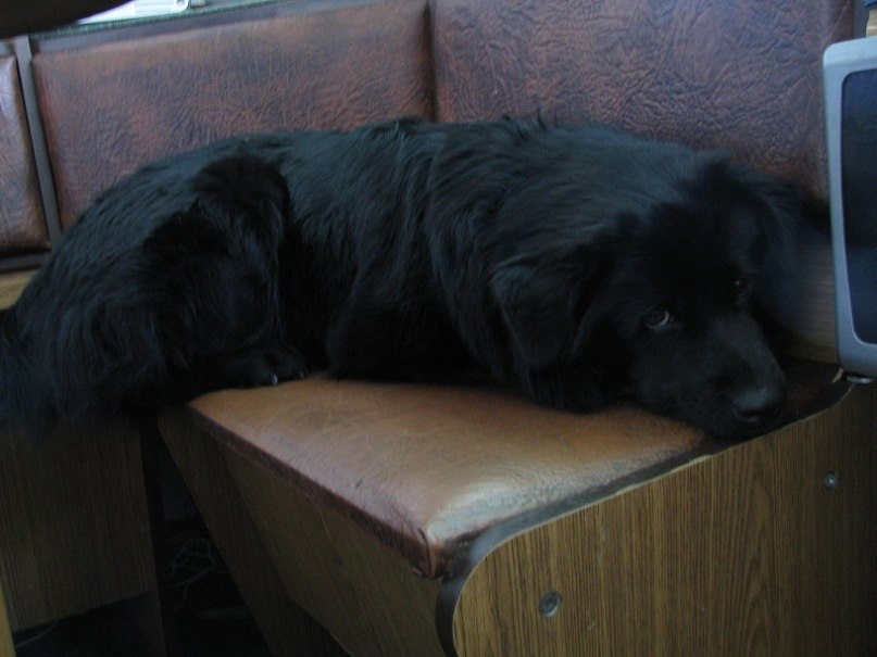 Артем Молчанов kiss all nigers | 