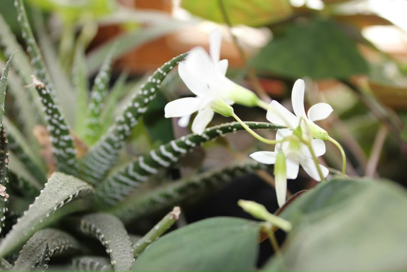 Лилия Гоменюк | Вышгород