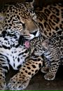 №25 Карина Фирхо : профиль, фото, статус - ВКонтакте