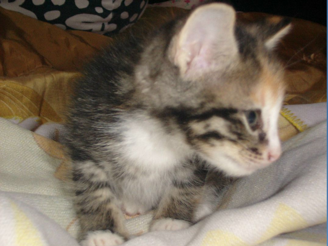 Алексей Иванов (JLeJLuK) | Санкт-Петербург