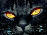 Дмитрий Сергель | Санкт-Петербург