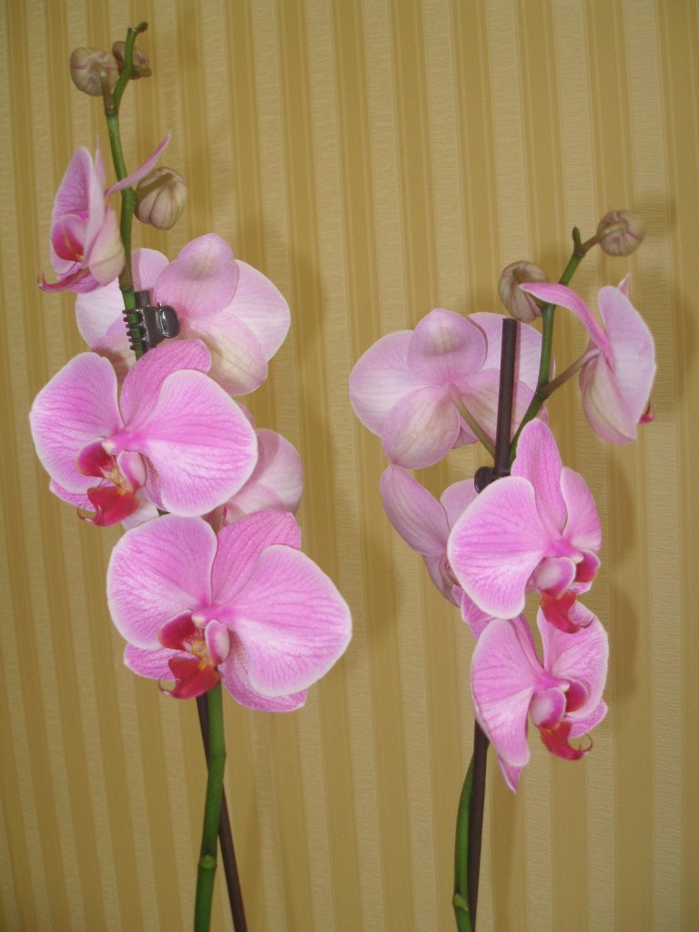 Алла Блум | Славутич