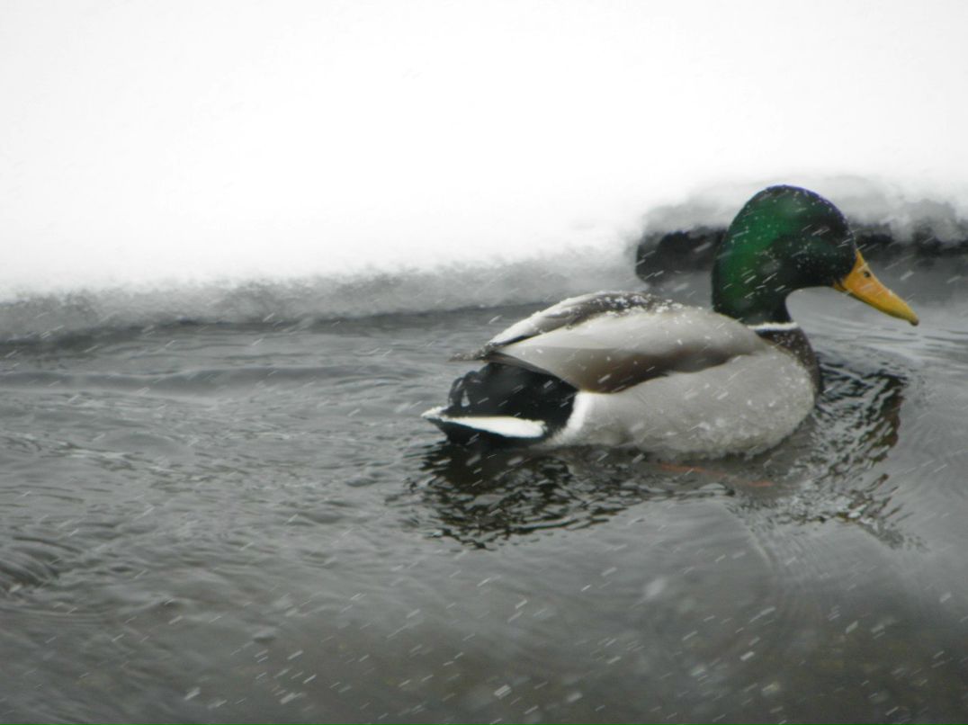 Виталик Линник | Белая Церковь