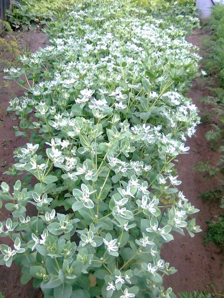 Мальвина Кудрявцева | Ижевск