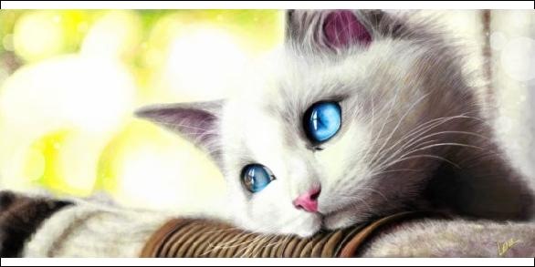 №17, Dr Khan №17, Dr Khan