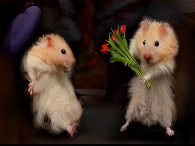 Анна Головань | Ростов-на-Дону