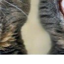 №1, Дина Гималединова №1, Дина Гималединова