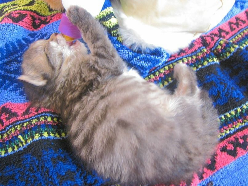 №15, Яна Еличкина, 28 лет, Санкт-Петербург №15, Яна Еличкина, 28 лет, Санкт-Петербург