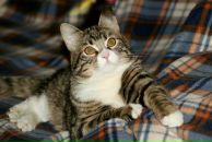 №12, Глазастик Финч, Санкт-Петербург, Россия №12, Глазастик Финч, Санкт-Петербург, Россия