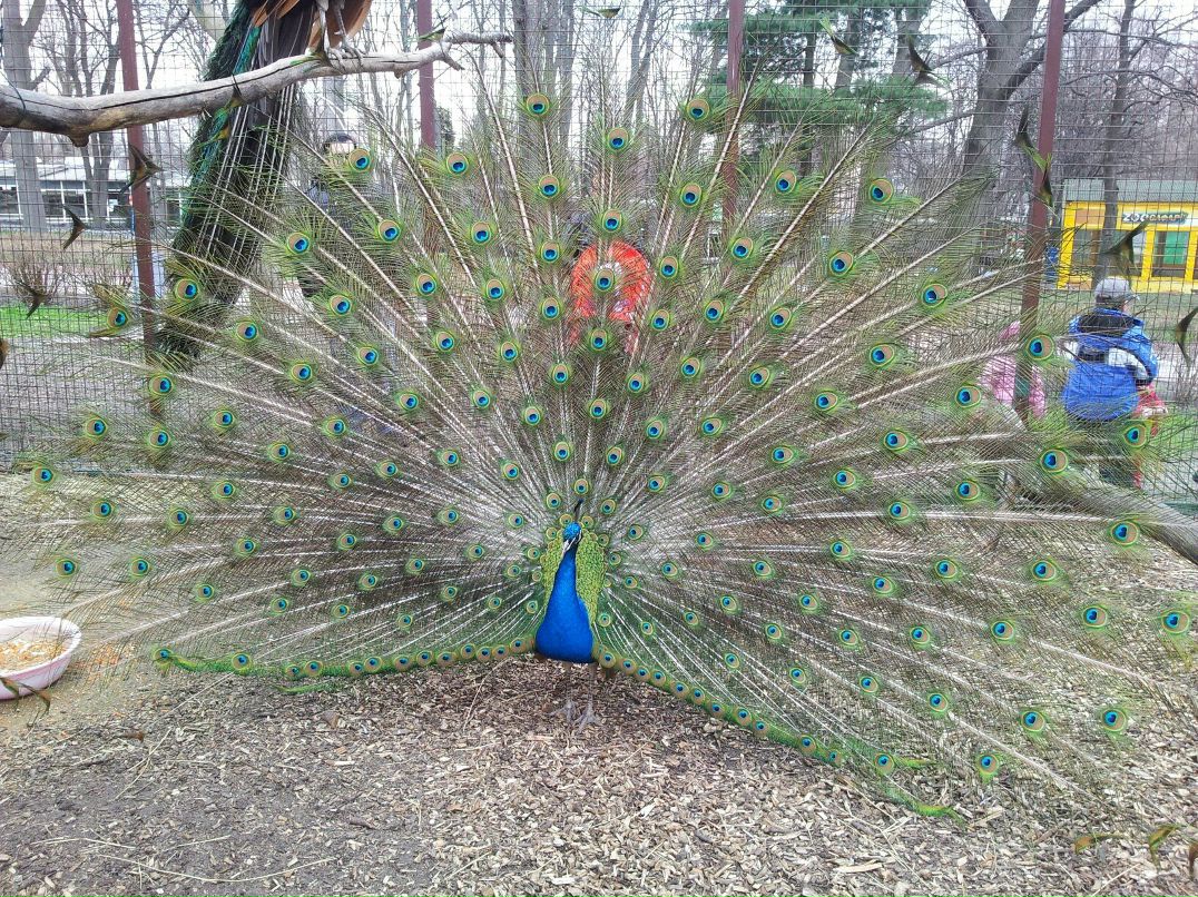 Олександр Кохан | Киев