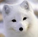 Любовь Викторова shp!ngalet | Санкт-Петербург