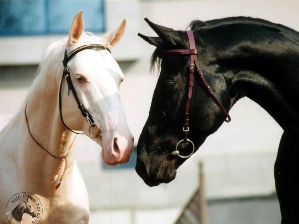 №32, Ильдар Сафуков, Советский №32, Ильдар Сафуков, Советский