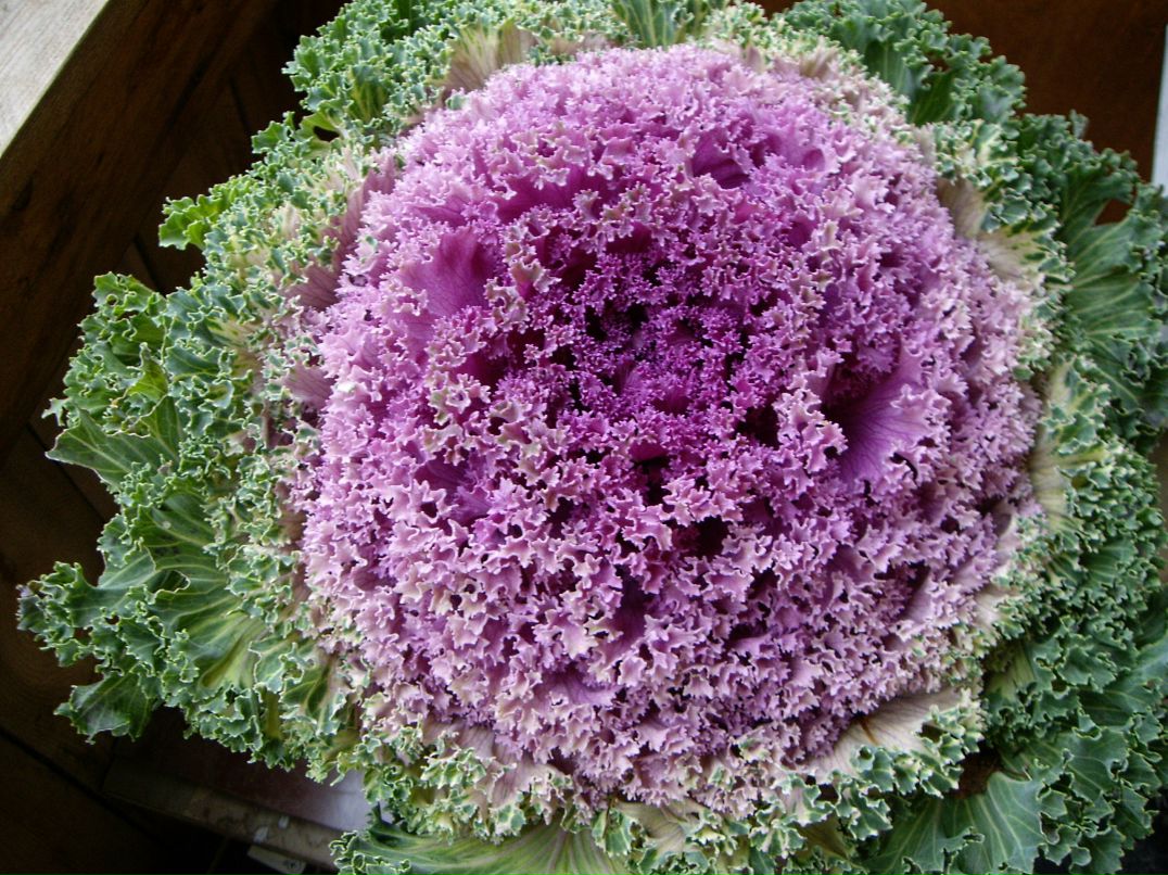 Наташа Лучина | 