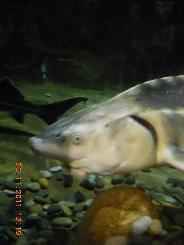 Павел Игнатьев | Костомукша