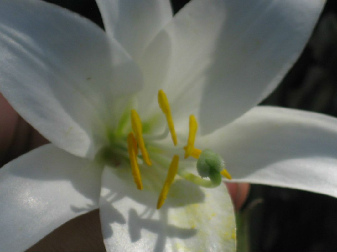 Оксана Гончарова | Санкт-Петербург