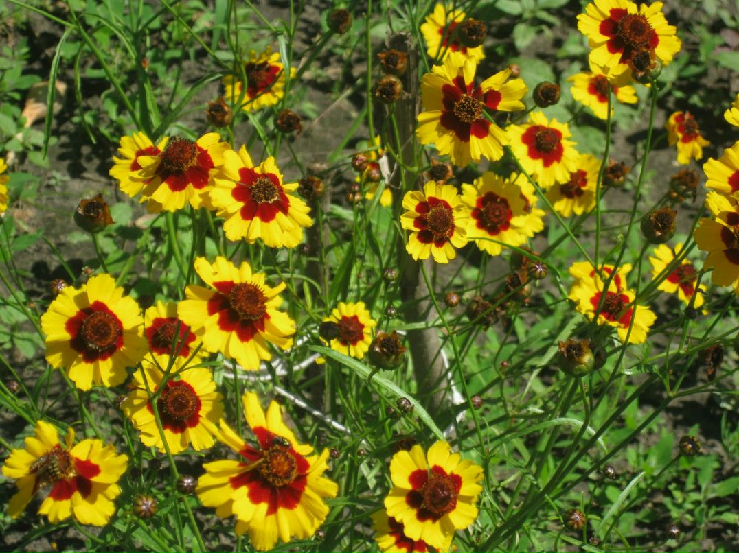 Оксана Гончарова | Санкт-Петербург