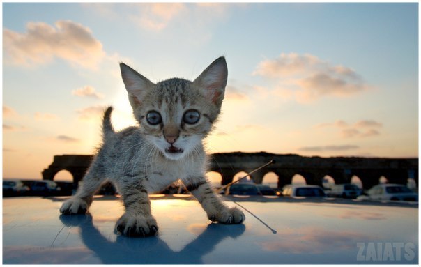 Маргарита Анисичкина | Санкт-Петербург