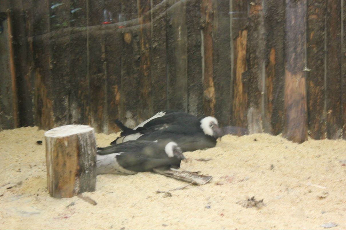 Екатерина Голубенко | Санкт-Петербург