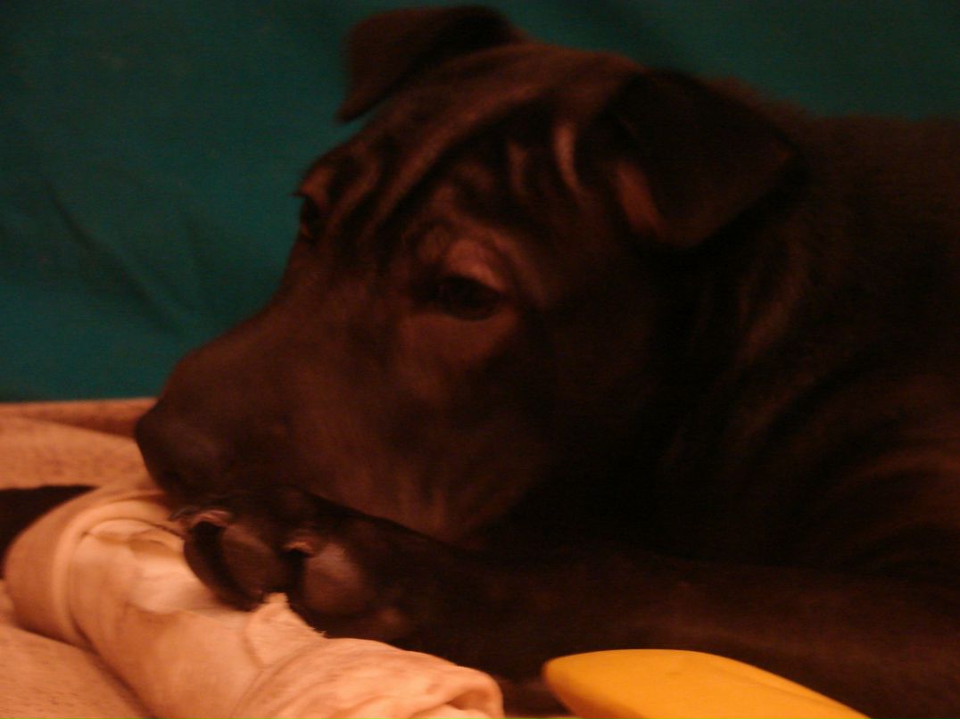 Екатерина Аратова Федоровна | Дубна