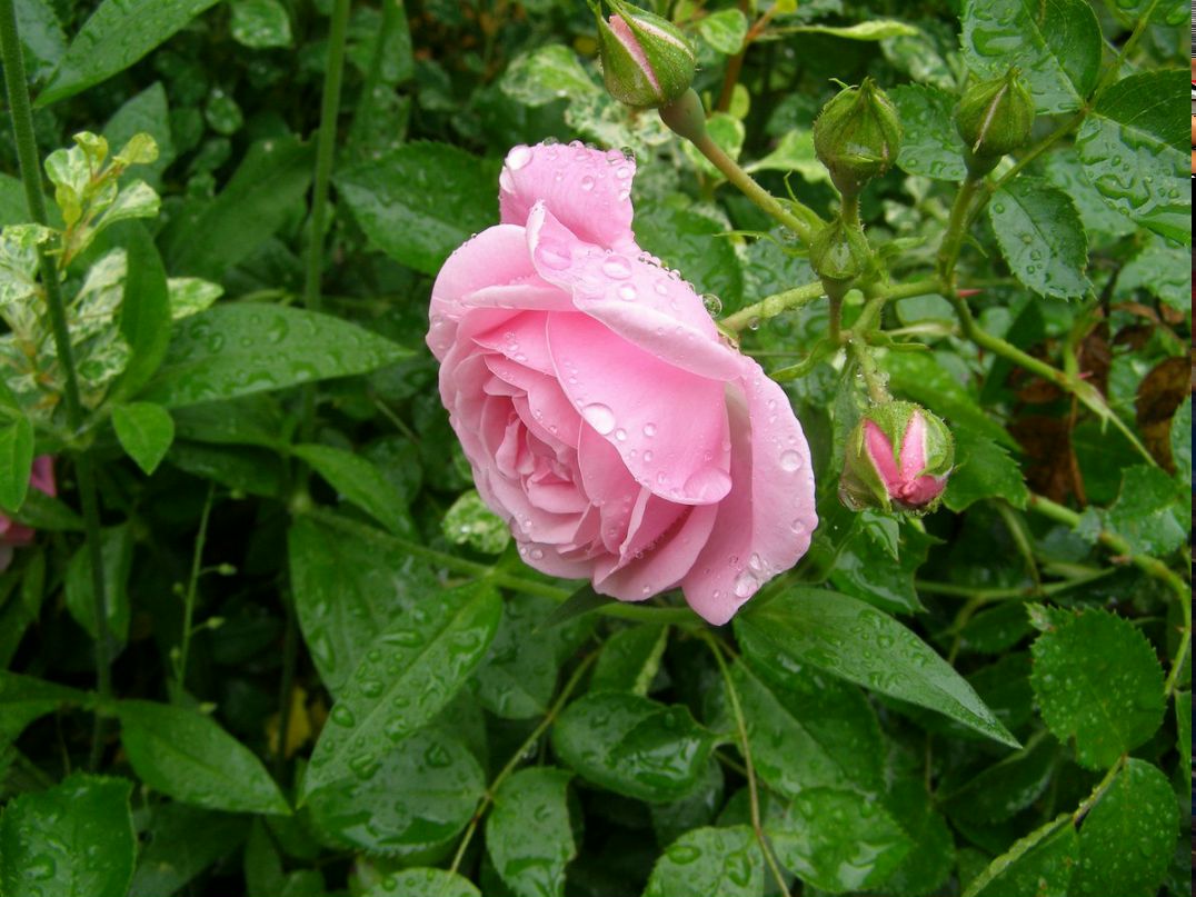 Артем Комольцев | Владимир