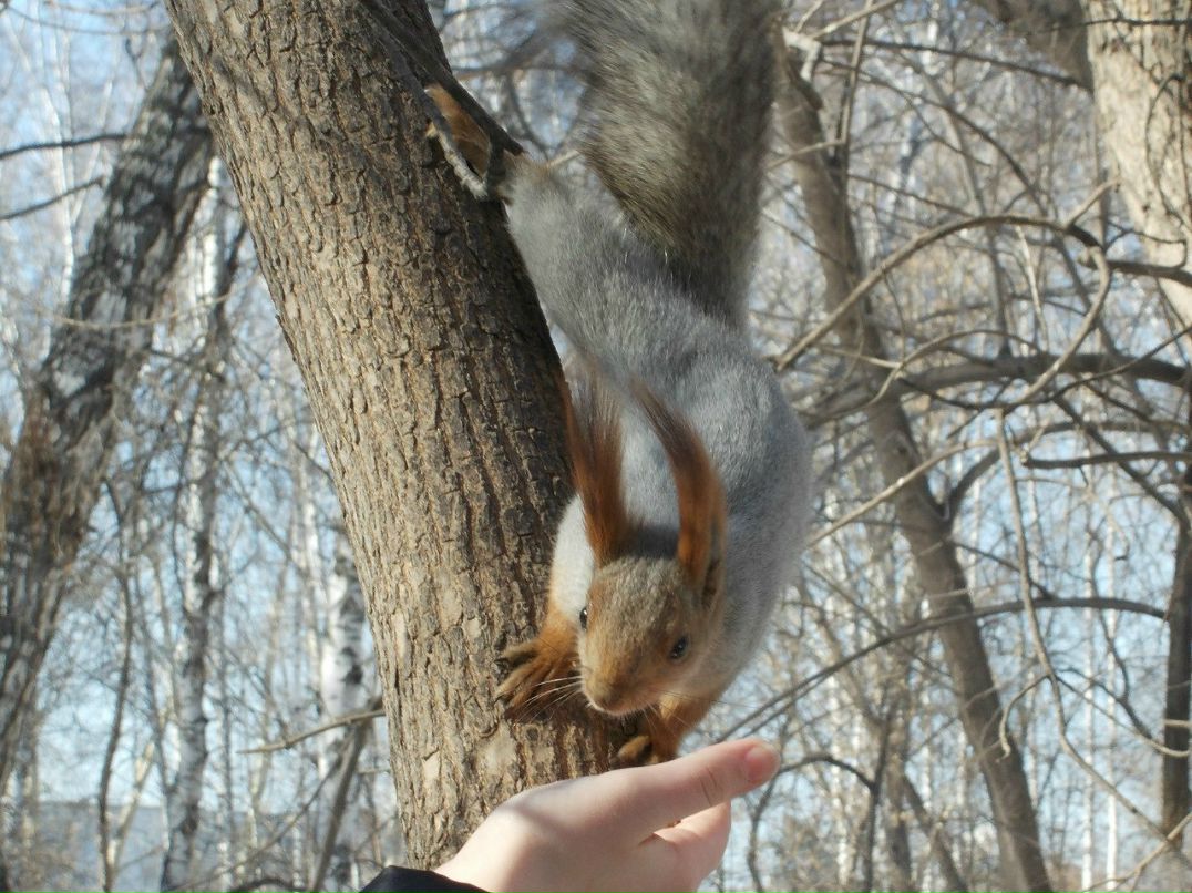Анастасия Снегирева | Новосибирск