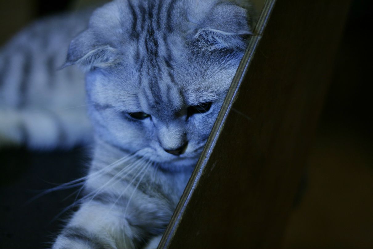 Алексей Лапшин Евгеньевич | 