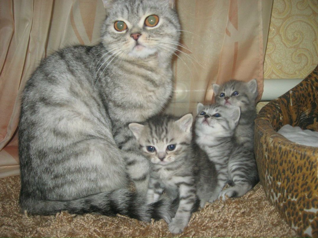 Наталия Лесничая | Киев