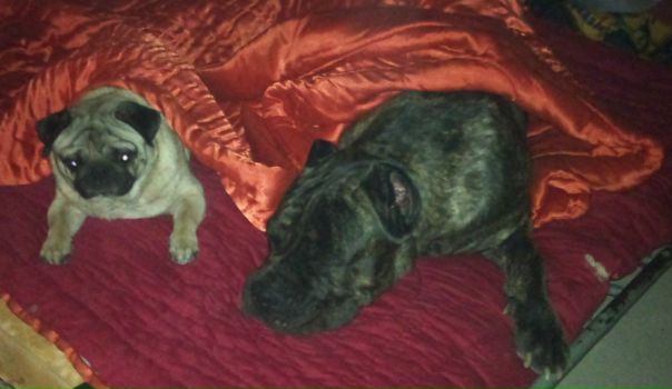 №63, Наталия Лазарева, Киев №63, Наталия Лазарева, Киев