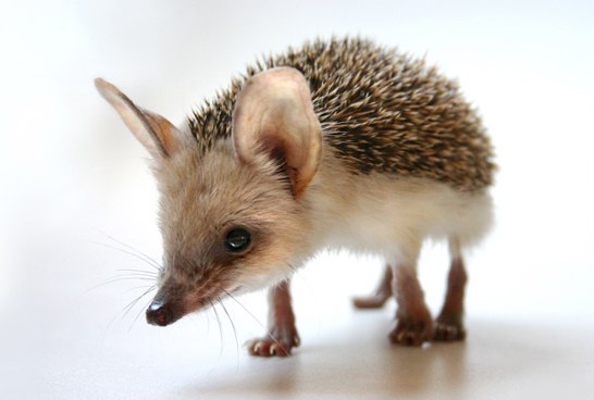 Alex Samalex | Санкт-Петербург