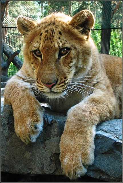 Елена Федорова | Тобольск