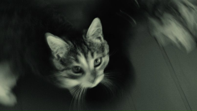 Йозеф Тверкишвили | Тернополь