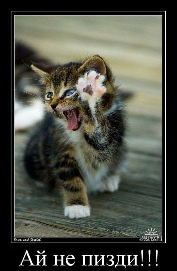 Юлия Шевченко | Киев