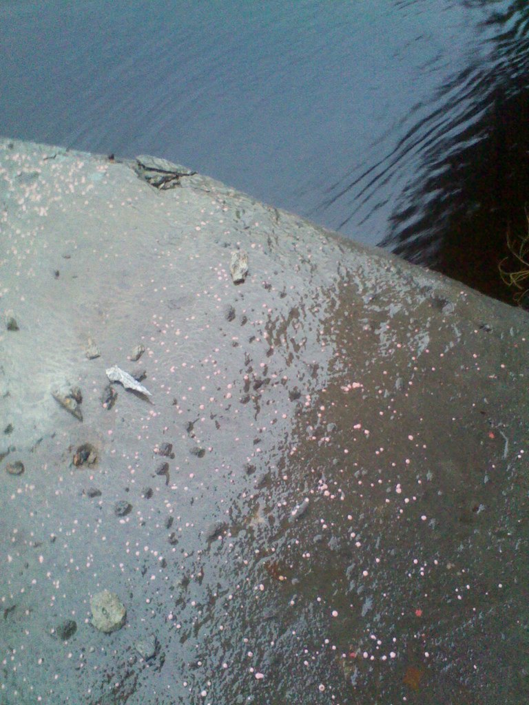 Саня Латышев ......... | Могилёв