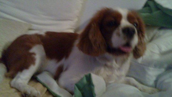 №44, Oleksandr Dzhurko, Симферополь №44, Oleksandr Dzhurko, Симферополь