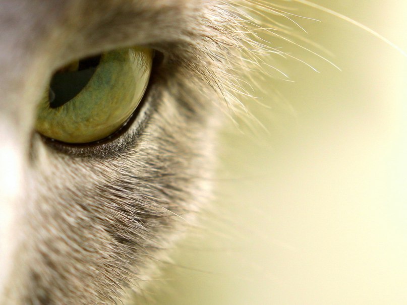 Юлия Аракчеева | 