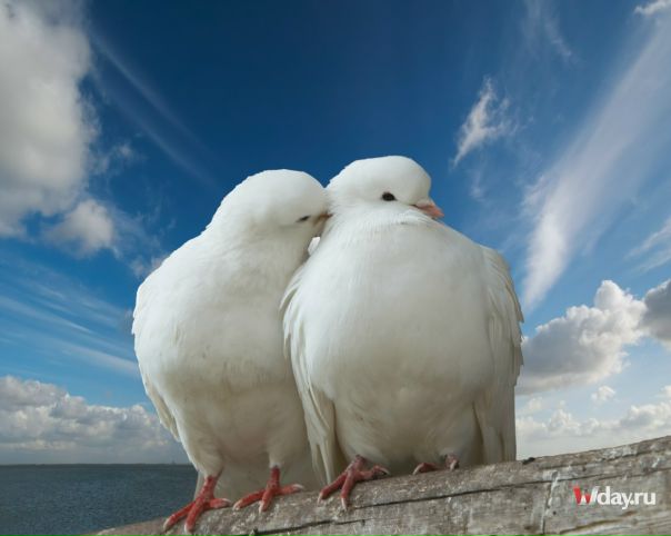 №13, Елена Гончаренко, Смела №13, Елена Гончаренко, Смела