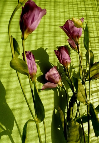 №182, Svetulichkin Kruponika, 34 года, Киев №182, Svetulichkin Kruponika, 34 года, Киев