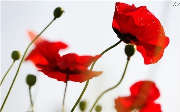 №116, Виолетта Тамбия, Москва №116, Виолетта Тамбия, Москва