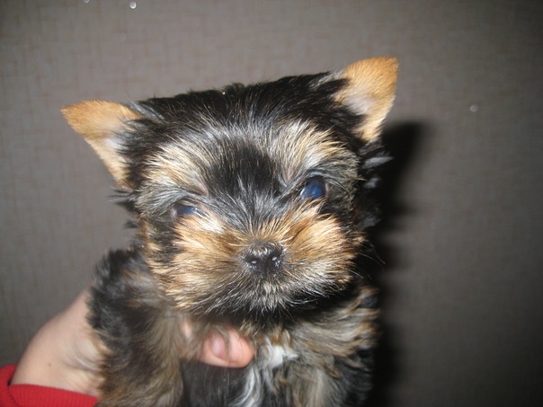 №77, Юлия Липустина, Киев №77, Юлия Липустина, Киев