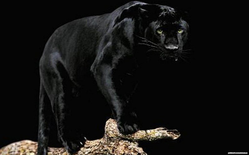 Леночка Быкова Ангелочек | Тольятти