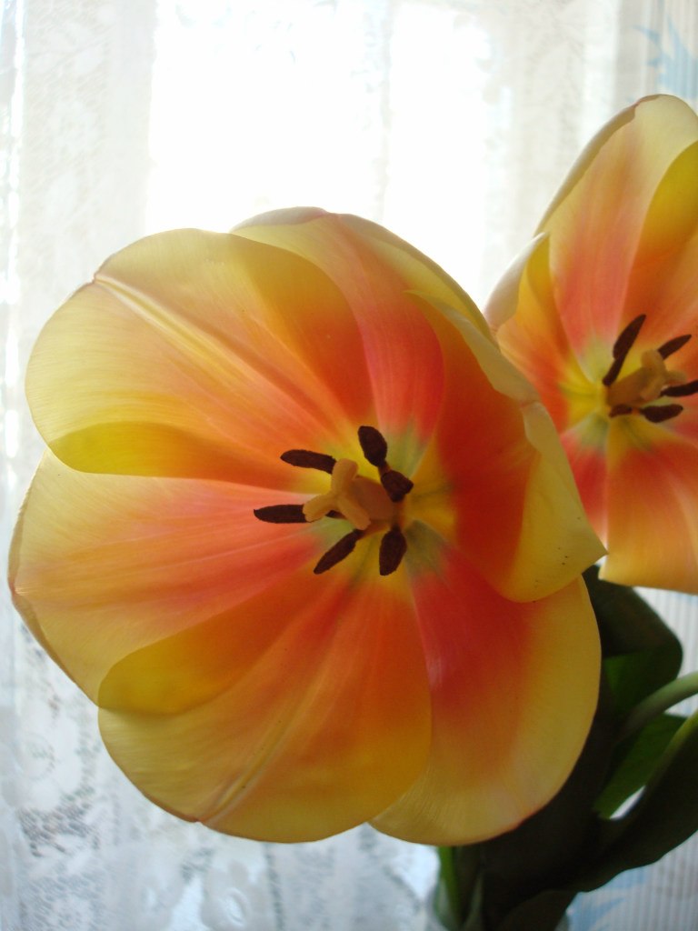 Анна Степанцова | Харьков